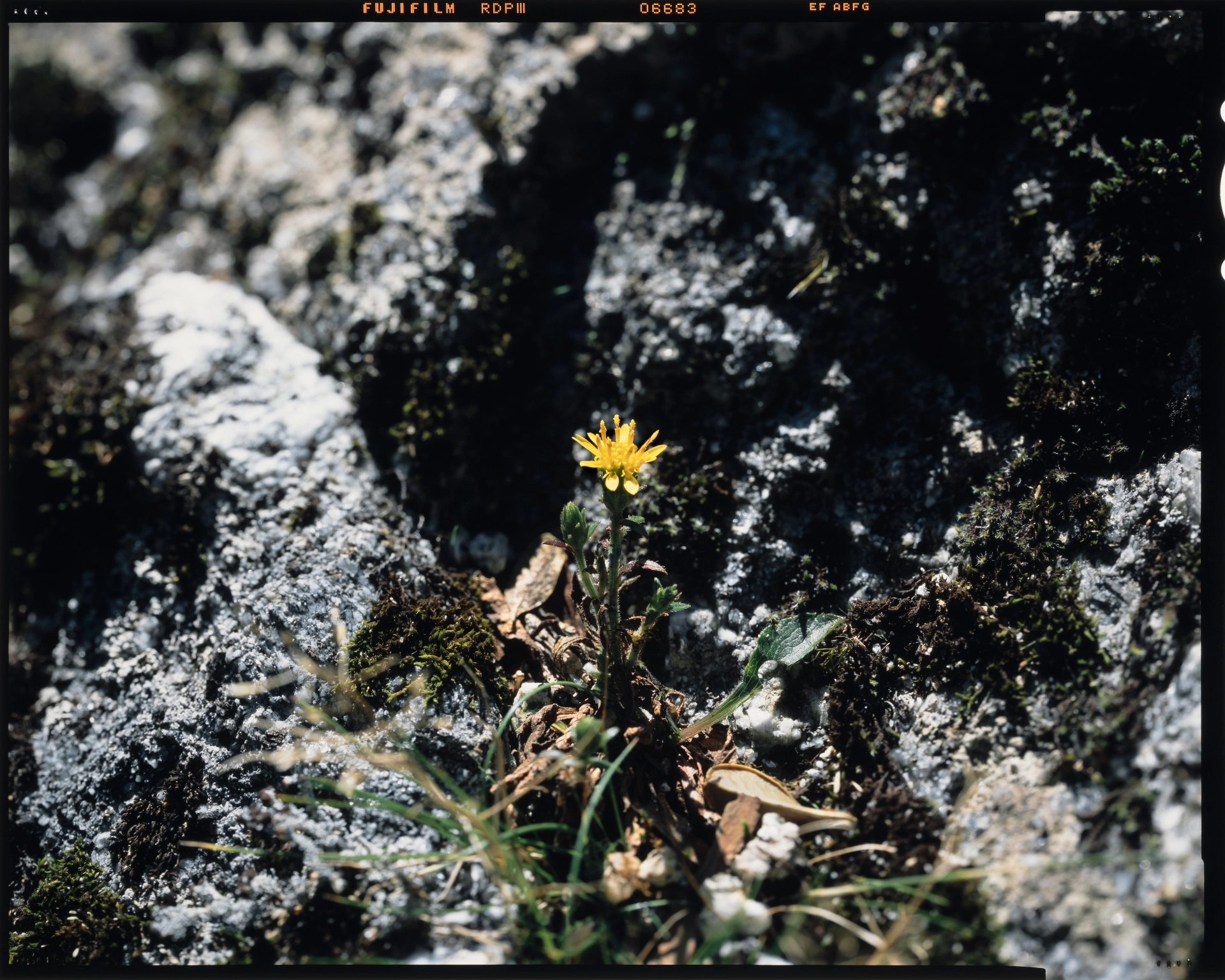 Solidago minutissima